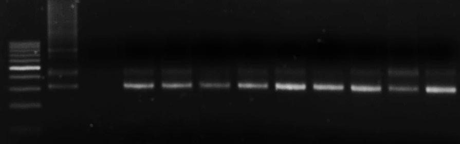 K-DNA das amostras dos animais tratados, com teste de cura parasitológica negativos, de infecção