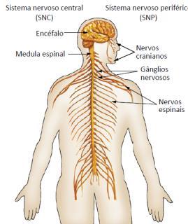 controle dos movimentos voluntários e involuntários do corpo, aprendizado e memória.