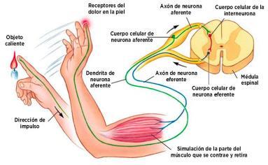 Sistema nervoso periférico Nervos ( feixe de axônios) e gânglios (aglomerados de corpo celular); Nervos cranianos (12 pares) - partem do encéfalo e se ramificam atingindo outras partes do corpo;