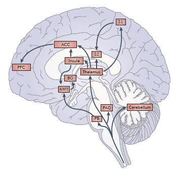 pain. ACC: anterior cingulate cortex, PCC: posterior cingulate cortex,