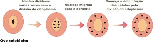 Segmentação meroblástica superficial Ovos centrolécitos.
