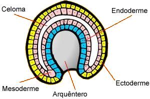Gastrulação Folhetos embrionários ( tecidos embrionários) endoderma, mesoderma e ectoderma.