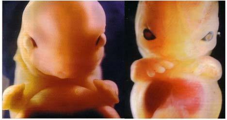 Introdução De forma simplificada podemos dizer que é o estudo do desenvolvimento do embrião.