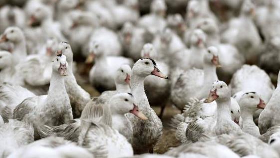 FRANÇA Gripe aviária: Um caso de contaminação no Finistère, 7.450 patos abatidos Um vírus da gripe aviária, tipo H5N3, foi detectado no Finistère como parte de um controle rotineiro.