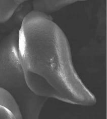 papaya (Figura 4A) assemelha-se aos embriões de outras dicotiledôneas, segundo descrição feita por Esaú (1987), sendo constituído basicamente por uma protoderme bem definida, meristema fundamental e