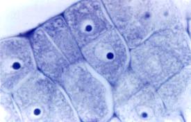 protoderme e células subepidérmicas na região do domo