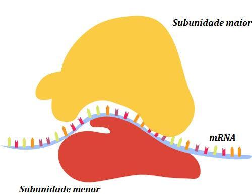 partir da fita molde de DNA com o auxílio da enzima RNA-polimerase