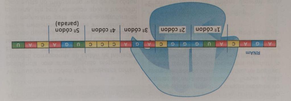 3. O ribossomo possui dois sítios de ligação (P e A), o que permite abraçar dois códons por vez, sendo o primeiro códon sempre o AUG (códons