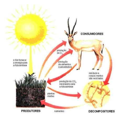Cadeia Alimentar CONSUMIDORES O sol fornece energia