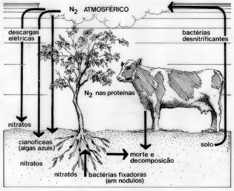 Ciclo do