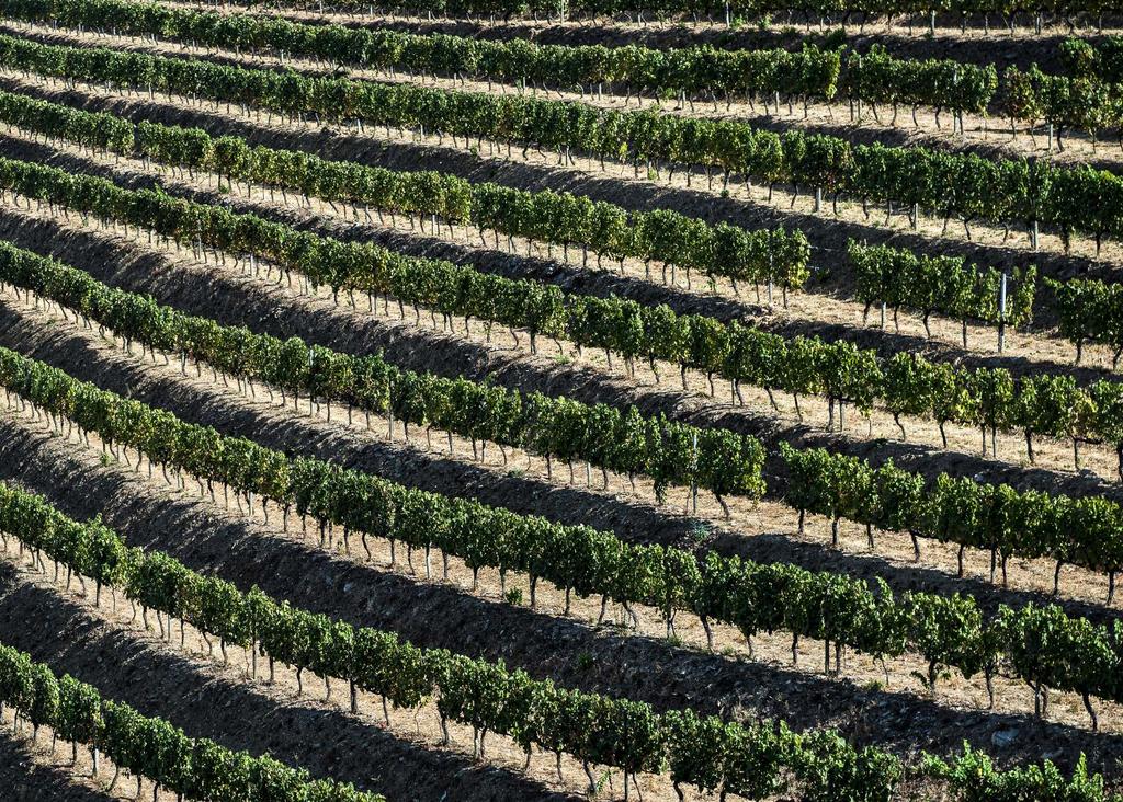 The Douro Region, initially known only for Port Wine, is a place of unique landscapes, primarily focused towards wine production in its sun-facing downhill mountain-sides.