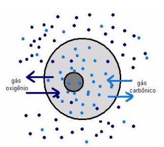DIFUSÃO: Entrada de O 2 e saída de CO 2 da célula A maioria das células utilizam O 2 para obter energia do alimento