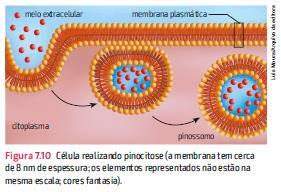 Nesse processo, a célula captura líquidos ou macromoléculas dissolvidas em água através