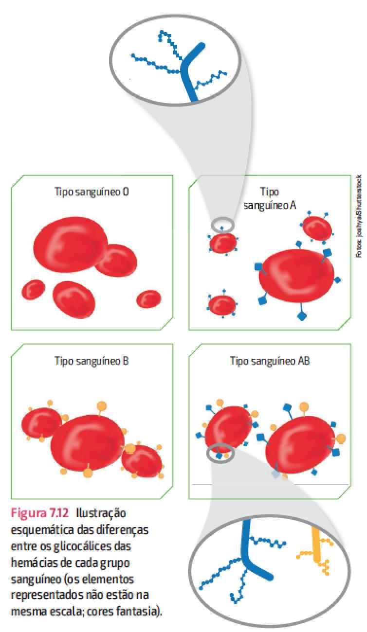 Na membrana dos glóbulos vermelhos por exemplo, estão presentes glicídios que determinam os grupos sanguíneos das pessoas (A, B, AB e O).
