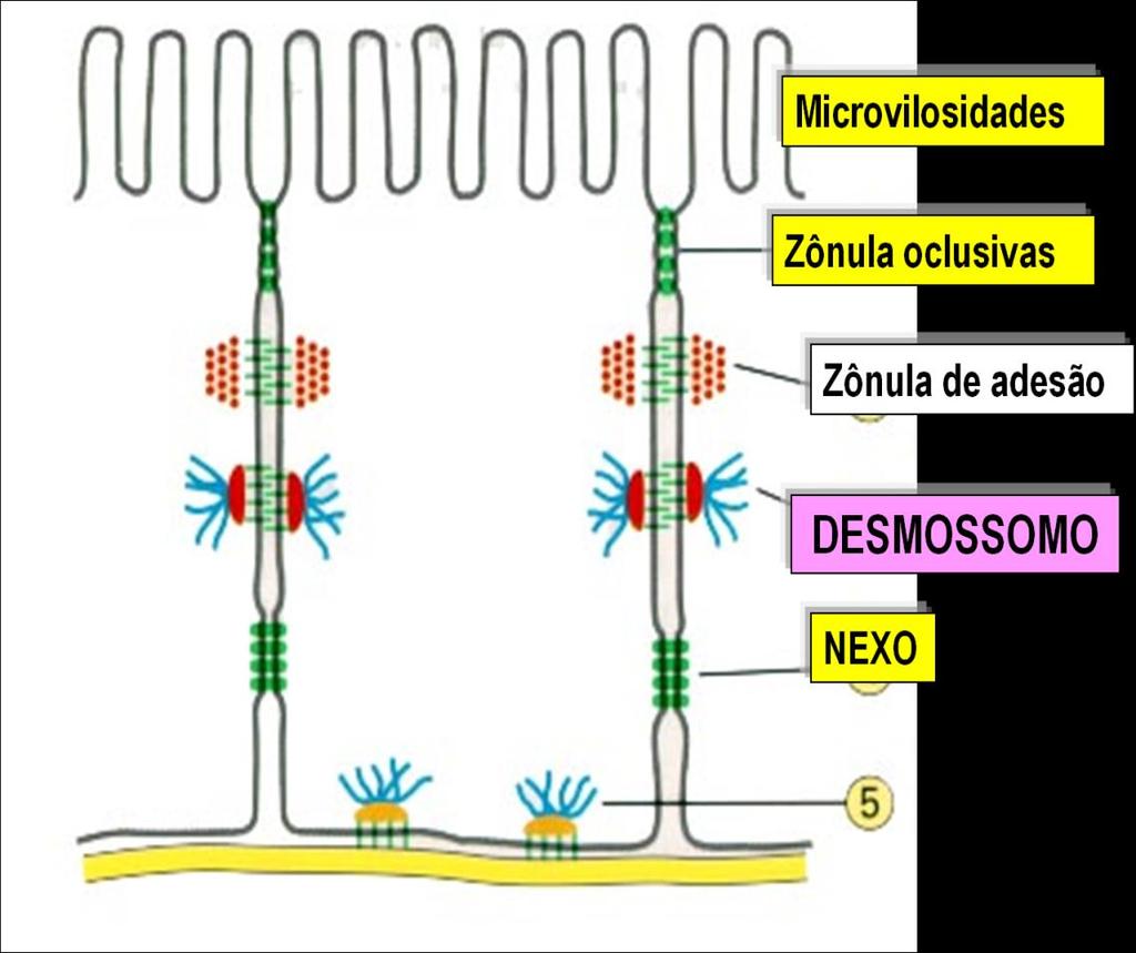 Especializações da Membrana Desmossomos e zônula de adesão: adesão celular.