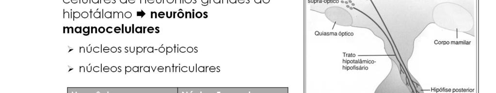 Os corpos das células que secretam os hormônios da hipófise posterior não estão localizados na hipófise, mas trata-se de neurônios grandes, chamados neurônios magnocelulares, localizados nos núcleos