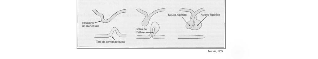 A hipófise origina-se de duas fontes: o divertículo hipofisário e o divertículo neuro-hipofisário.