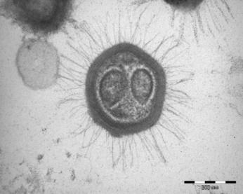Megavirus chilensis, DNA -