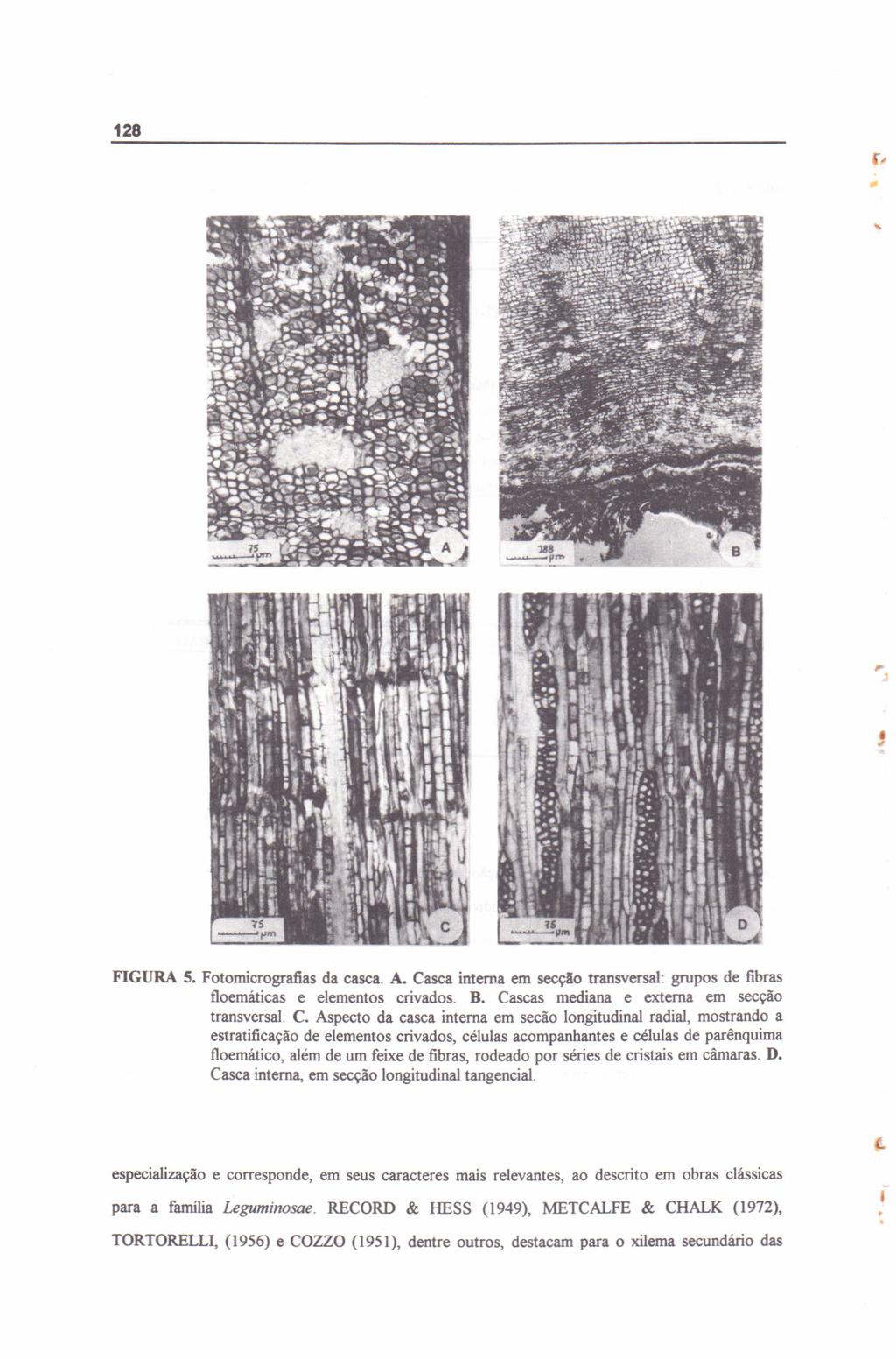 128 " FIGURA S. Fotomicrografias da casca. A. Ca