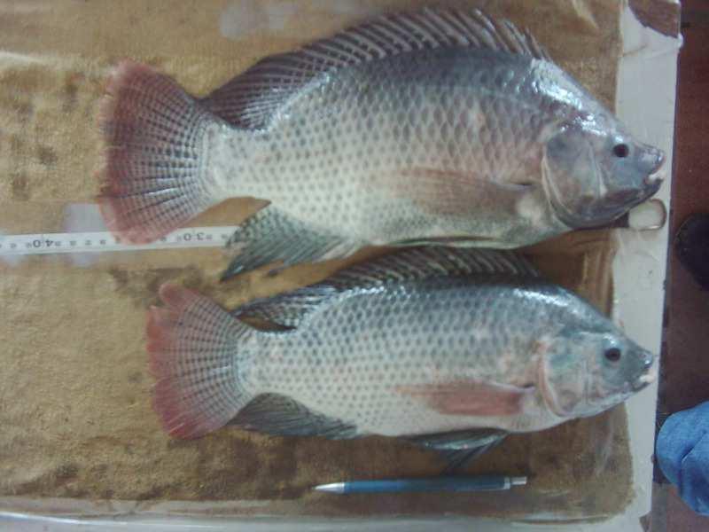 REÚSO EM PISCICULTURA Tilápia do Nilo, Oreochromis niloticus,