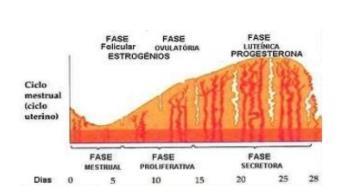 Ciclo Uterino 1 ª fase: Fase menstrual: leva cerca de 05 dias e resulta na ruptura dos vasos sanguíneos e também a descamação do endométrio que ao total, constituem o fluxo menstrual; 2ª fase: Fase