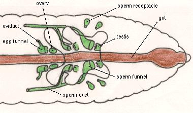 Filo Annelida Classe Clitellata ovário receptáculo seminal Reprodução oviduto funil do oviduto testículo Trato digestório funil espermático Órgãos ventrais e anteriores.