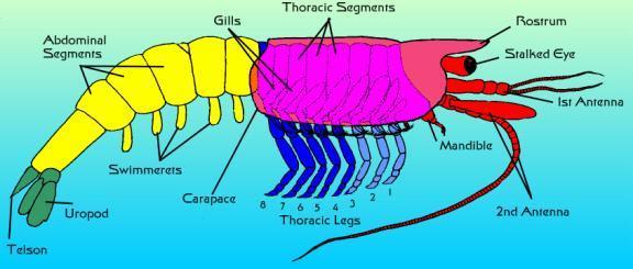 Crustacea: Anatomia e Fisiologia Corpo dividido em: CABEÇA + TÓRAX (freqüentemente fundidos = cefalotórax) + ABDOME Segmentos variam