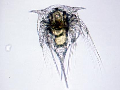 Reprodução Maioria dióico Gônadas pares, dorsais Fecundação interna com cópula