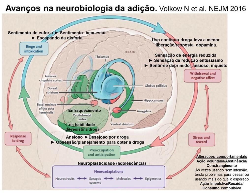 Neurobiologia da Adição: Neuroplasticidade,
