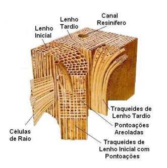 20 Figura 1-Estrutura Celular: Coníferas Fonte: Adaptado KOLMANN; COTÊ (1968) apud (FIGUEIROA, 2012) Nas Angiospermas, os mais organizados