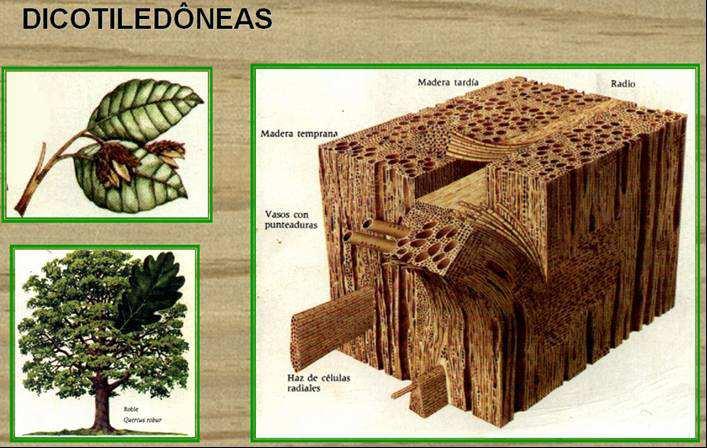 consagradas no mercado madeireiro brasileiro, pode-se destacar: Aroeira do Sertão (Astronium urundeuva), Peroba Rosa (Aspidosperma