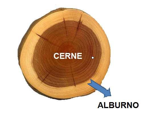 22 região do lenho que possui cor mais clara e está mais próxima à casca (COSTA, 2001). Já o cerne é a porção mais escura de madeira centralizada, como mostrado na Figura 4. Figura 4 Alburno e Cerne.