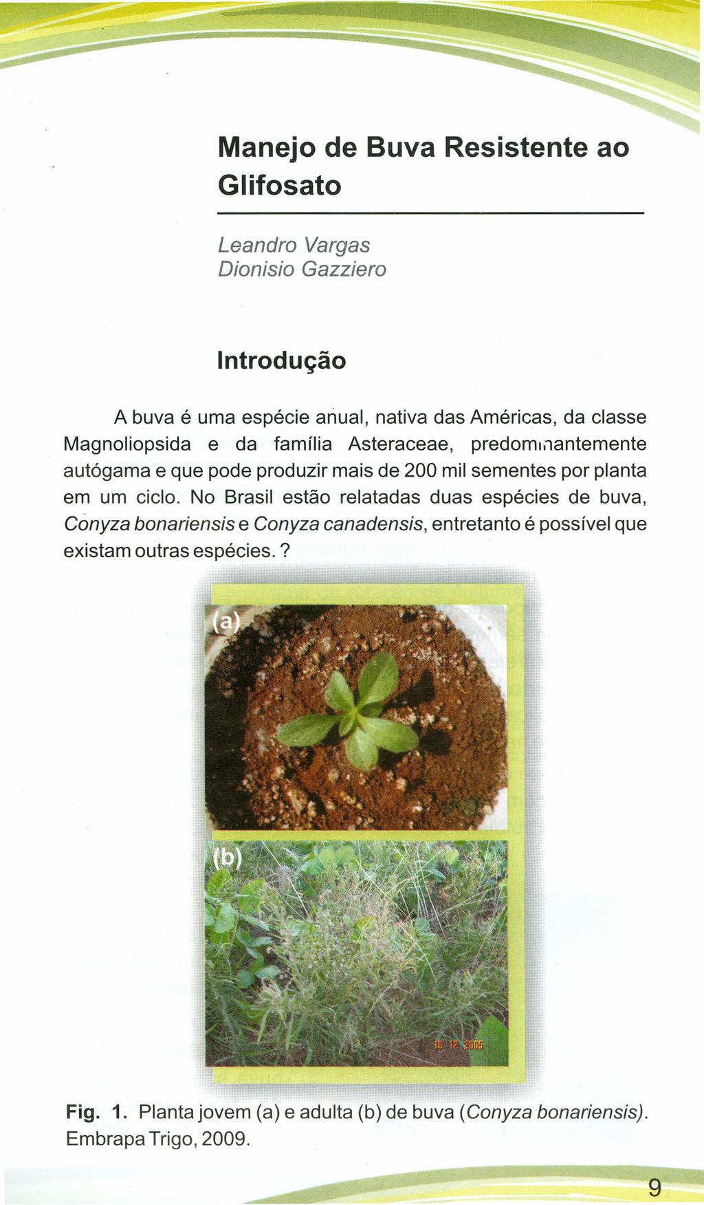 9 Manejo de Buva Resistente ao Glifosato Leandro Vargas Dionisio Gazziero Introdução A buva é uma espécie anual, nativa das Américas, da classe Magnoliopsida e da família Asteraceae,