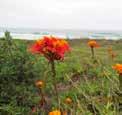 Inga luschnatiana Clusia criuva Andira fraxinifolia Abarema langsdorffii Canela-lageana Ocotea pulchella Butiá-da-praia Butia catharinensis