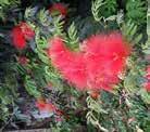 Pitangueira (Eugenia uniflora) Esponjinha-vermelha (Calliandra tweediei) Cedro (Cedrela fissilis) Nomes comuns Nomes científicos Plantas arbustivas Algodão-bravo