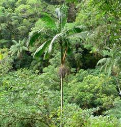 Floresta Ombro fila Densa (encostas da Floresta Atlântica) Nomes comuns Palmeiras Brejaúva Gamiova Indaiá Jerivá Palmito-juçara Tucum Nomes