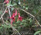 Floresta Ombro fila Mista (Floresta de Araucária) Brinco-de-princesa-da-mata (Fuchsia regia) Nomes comuns Plantas herbáceas Avenca Dedo-de-defunto Falso-xaxim Grama-batatais Gunera Trepadeiras