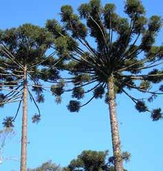 Pinho-bravo (Podocarpus lambertii) Nomes comuns Corticeira Espinheira-santa Guabiroba Imbuia Ingá Ipê-amarelo Pinho-bravo