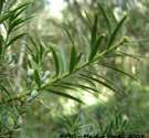 Ocotea porosa Inga lentiscifolia Handroanthus albus Podocarpus lambertii Butia eriospatha Geonoma gamiova Syagrus