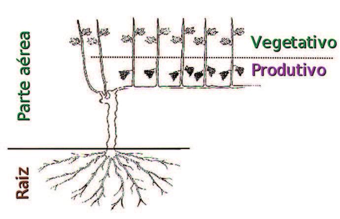 Figura 3. Relações de proporcionalidade entre partes e tecidos na videira, coordenadas pela proporção de fonte e de dreno, que existe entre os diferentes tecidos de uma planta.