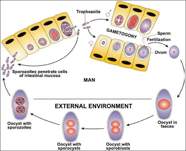 Isospora