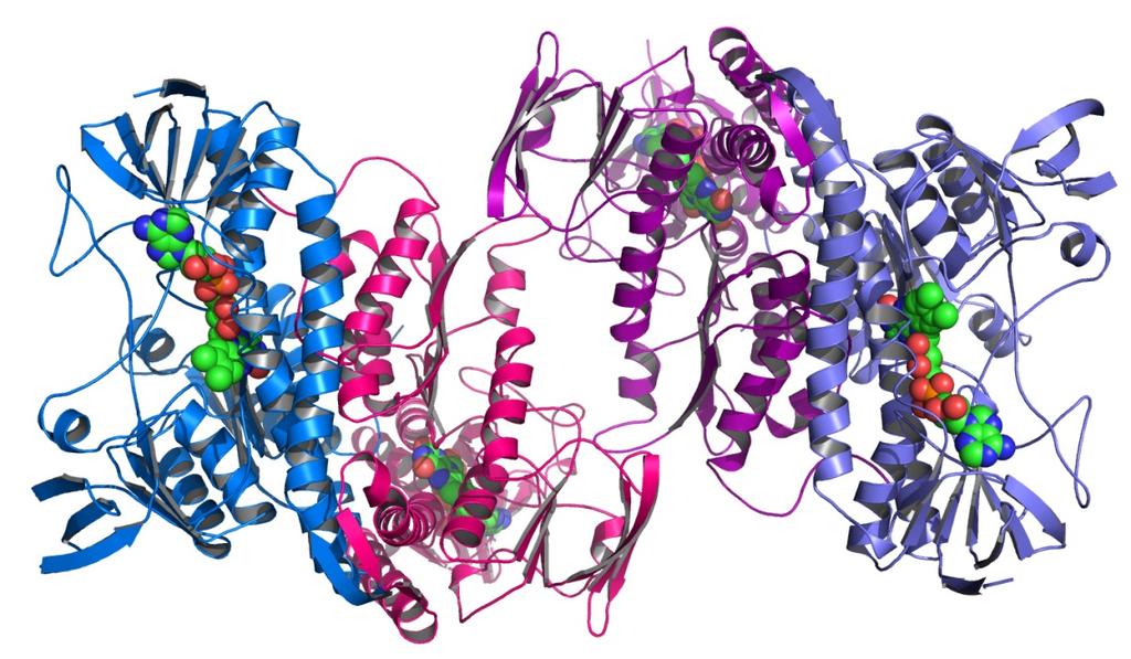 Proteínas e peptídeos Peptídeos formados com mais de 50 aminoácidos, por convenção,