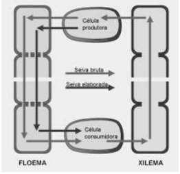 Colégio XIX de Março Educação do jeito que deve ser 2018 2ª PROVA SUBSTITUTIVA DE BIOLOGIA Aluno(a): Nº Ano: 2º Turma: Data: 14/09/2018 Nota: Professor(a): Regina Volpato e Karina Valor da Prova: 40