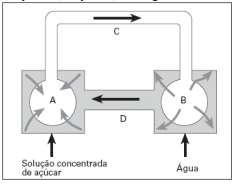 b) Algumas árvores, como a gigantesca sequoia, conseguem levar a seiva até 90 a 100 metros de altura. Essa capacidade de elevação de uma coluna líquida é explicada pela teoria de Dixon.