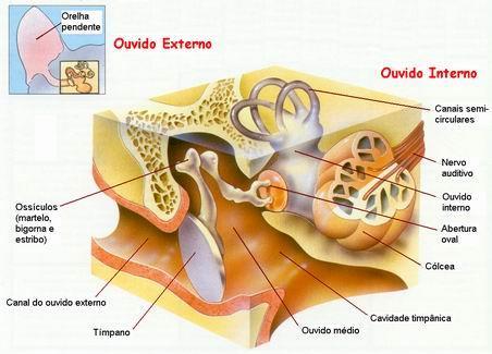 Ouvido