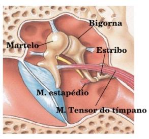Ouvido médio Músculos Tensor do tímpano