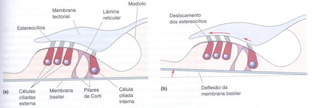 Órgão de