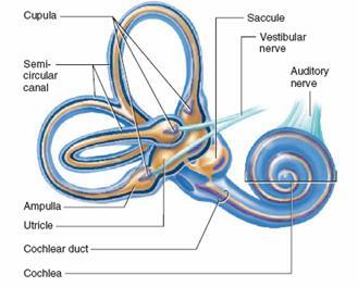 ÓRGÃOS DE EQUILÍBRIO Em ambos os sistemas: Células ciliadas detectam movimento Sistema auditivo ondas sonoras causam