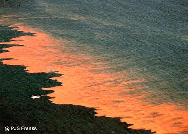 Algas tóxicas Dinoflagelados tóxicos (do grego dinos = pião) Podem originar densas suspensões denominadas florescimentos, de coloração vermelha
