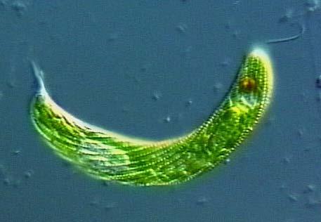 Euglenóides Flagelados fototróficos (algas) contendo cloroplastos: permite o crescimento fotossintético Na ausência de luz